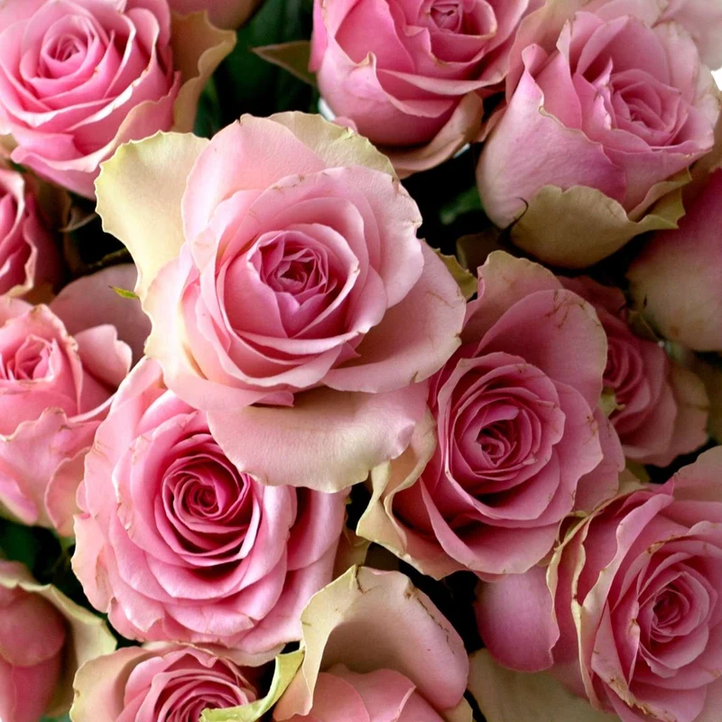 Crème Douche Rose